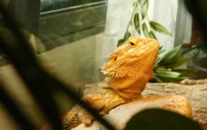 bathing a bearded dragon