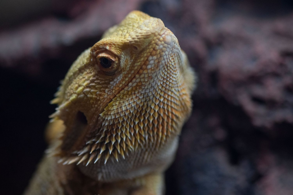 “Giant Lizards: Meet the 4 Largest Bearded Dragons Ever Recorded”