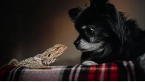 bearded dragon and dog looking at each other
