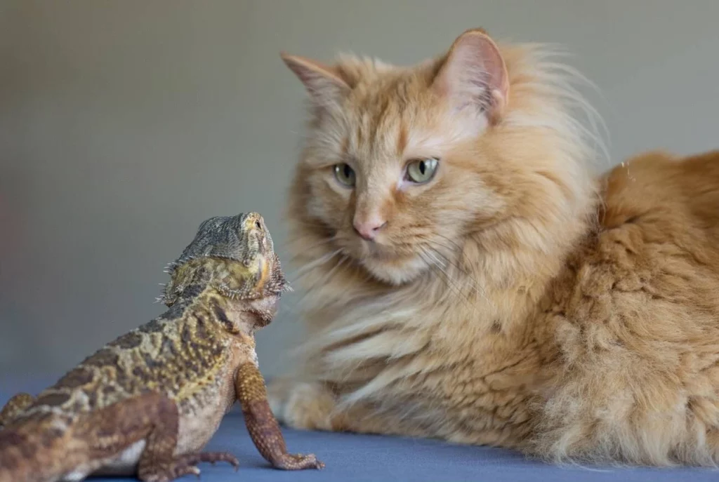 Are Bearded Dragons Safe Around Cats?: Do’s and Don’ts of Keeping Both Together
