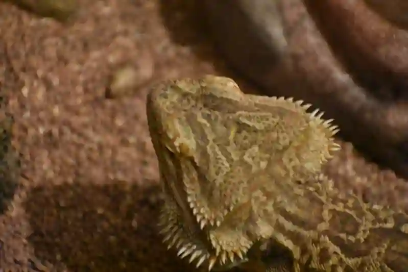 Bearded Dragon Brumation: Do They Swell Up?