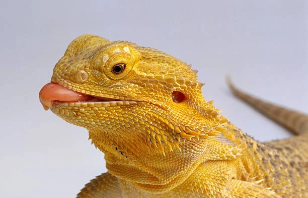 Don’t Panic if Your Bearded Dragon is Choking: Signs, Symptoms, and Solutions