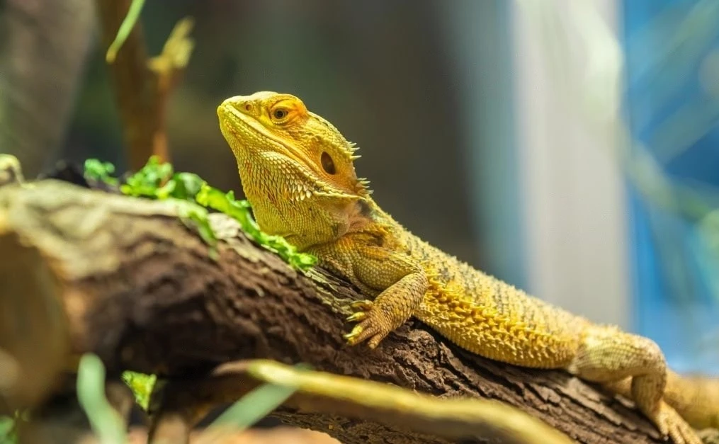 Bearded Dragon Teeth: Everything You Need To Know