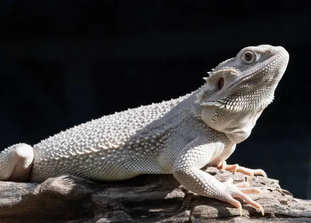 Bearded Dragon Turning White: Is It Normal or a Sign of Trouble?