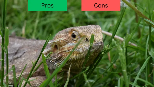 Bearded dragon pros and cons