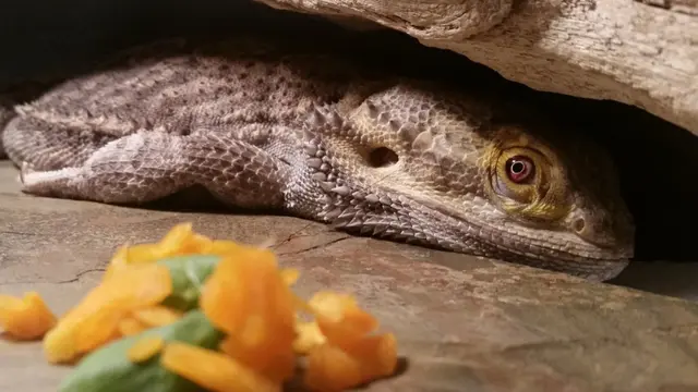 Do Bearded Dragons Brumate with Eyes Open?