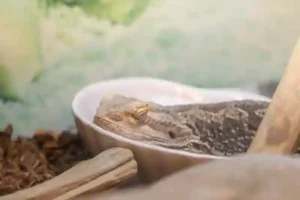 Can Bearded Dragons Sleep Outside of Their Cage