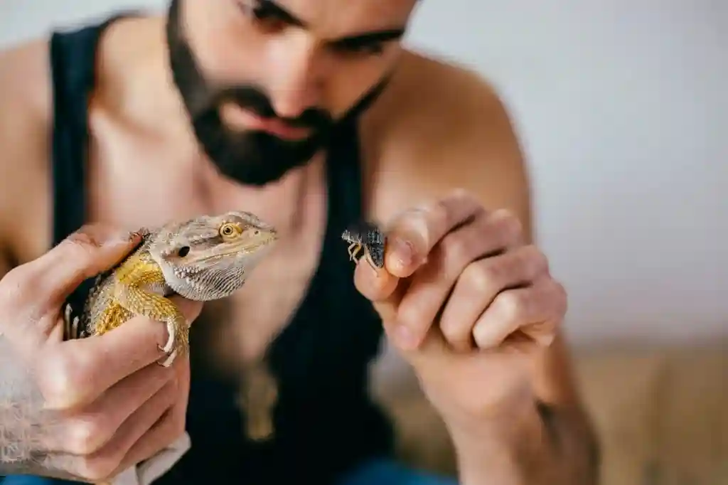 Can Bearded Dragons Eat Water Chestnuts?