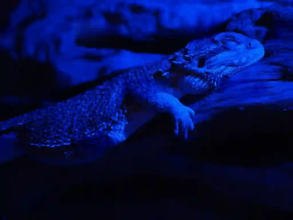 Are Bearded Dragons Nocturnal?