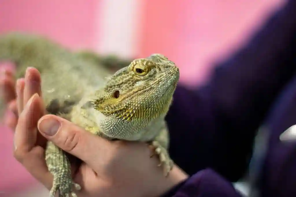 Can Bearded Dragons Eat Cheetos?