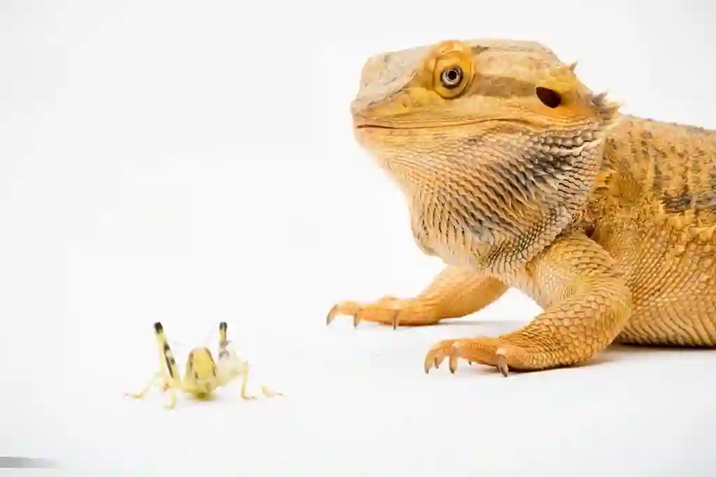 Can Bearded Dragons Eat Stink Bugs?