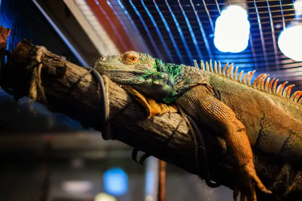 Do Bearded Dragons Cry?: The Truth About Their Tears