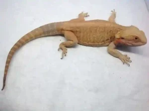 Do Bearded Dragons Need a Blanket While Brumating