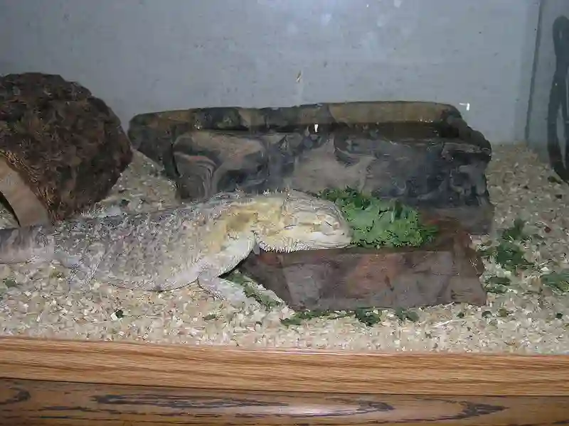 Do bearded dragons sleep with their eyes open? Short Ans: NO!
