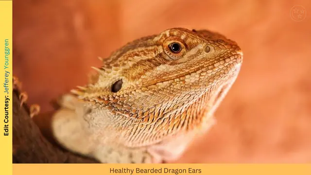 Healthy ears of bearded dragon