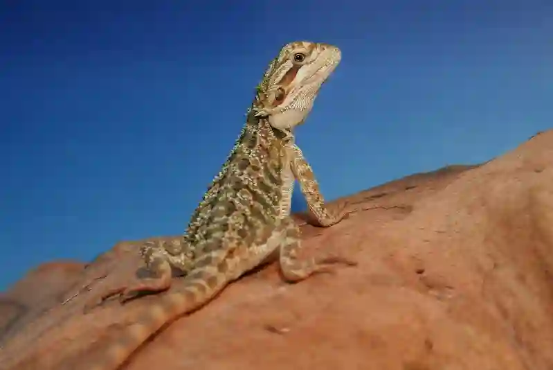 The Art of Greeting: How Bearded Dragons Say Hello