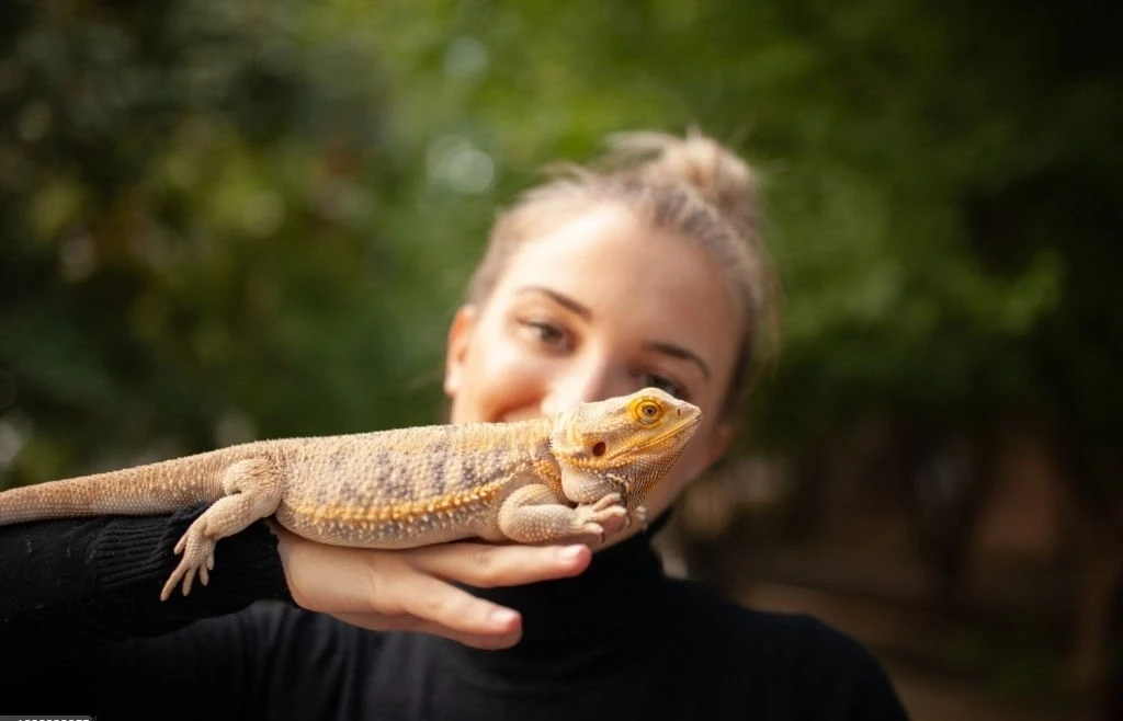 How To Tell If A Bearded Dragon Is Happy (10 Signs To Look For)