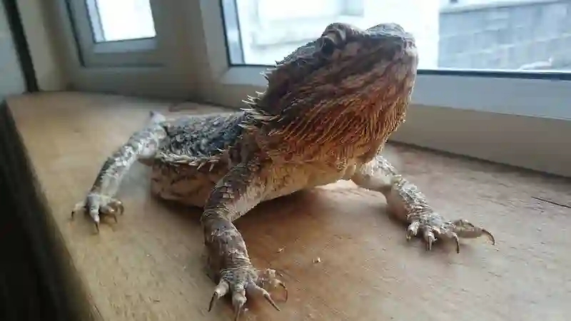 Bearded Dragon Quiz: How Well Do You Know About Your Beardie?