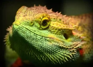 How to lull a Bearded Dragon Lizard to sleep