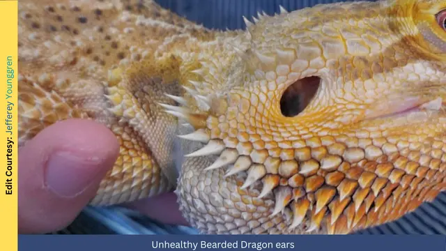 Unhealthy ears bearded dragon
