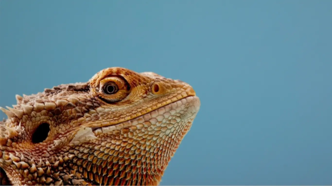 The Ultimate Guide to Breeding Bearded Dragons: Tips and Techniques for Success