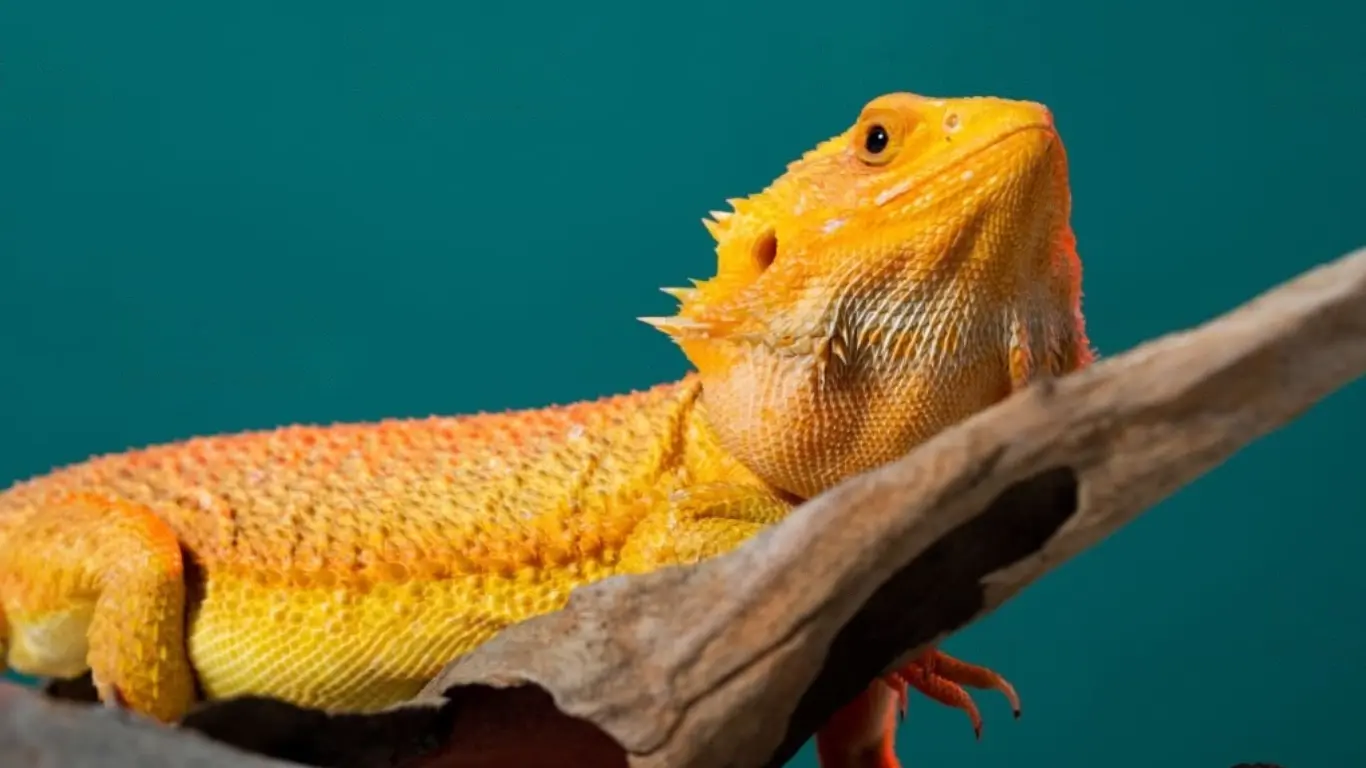 When is Mating Season for Bearded Dragons?