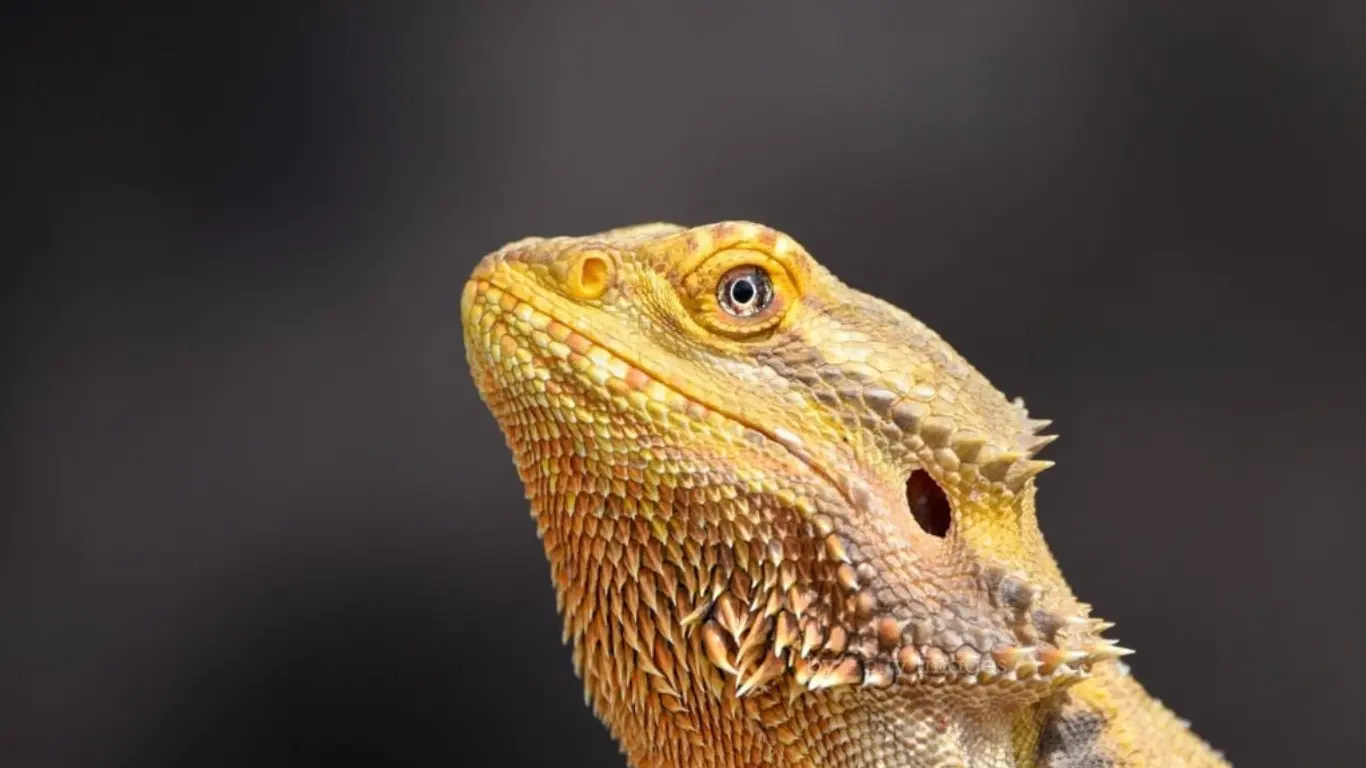 Bearded Dragons Not Mating – What To Do?