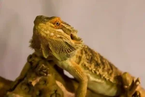 What Does Stuck Shed Look Like On A Bearded Dragon