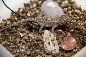 What to Do if Your Bearded Dragon Lays Eggs