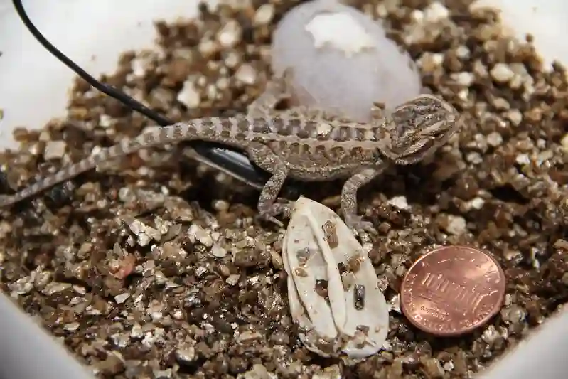What to Do if Your Bearded Dragon Lays Eggs? A Comprehensive Guide!