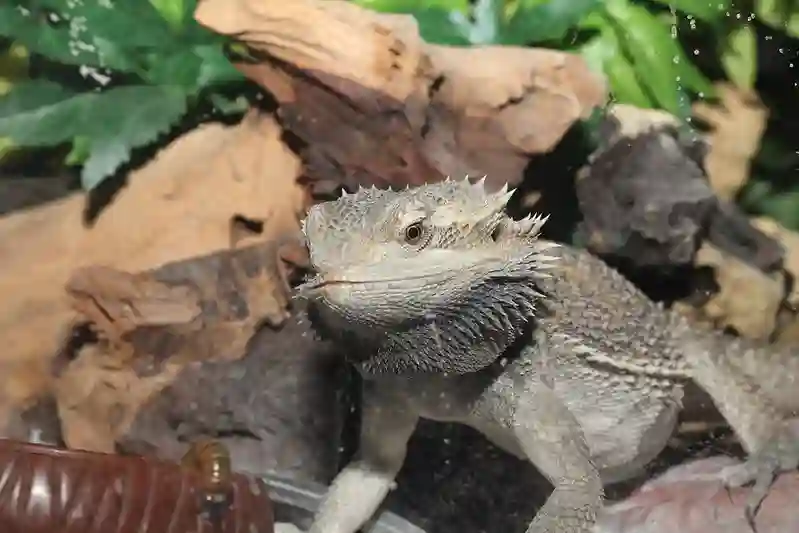 Why Do Bearded Dragons Lay In Their Water Bowl?