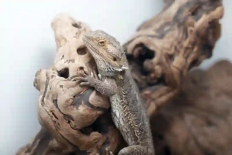 Why is My Bearded Dragon Limping?
