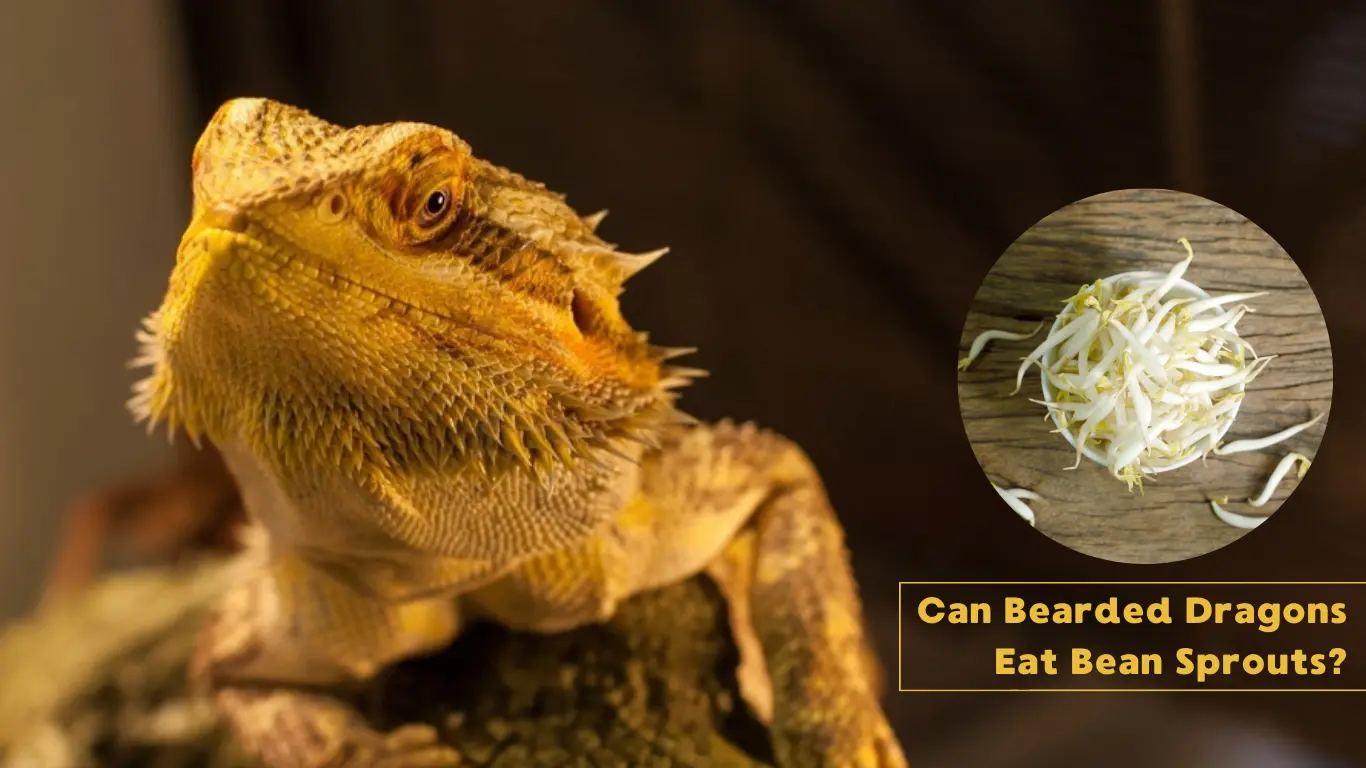 Can Bearded Dragons Eat Bean Sprouts?