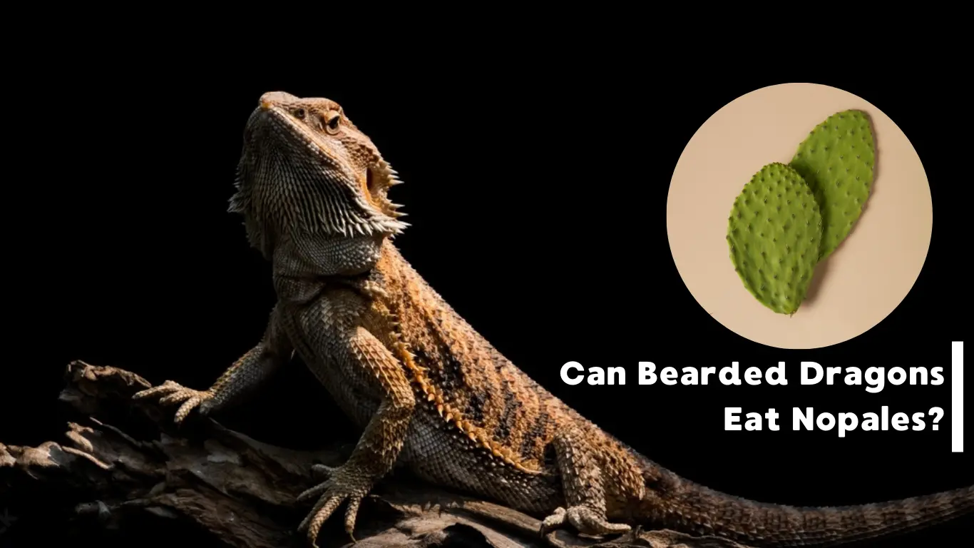 Can Bearded Dragons Eat Nopales?