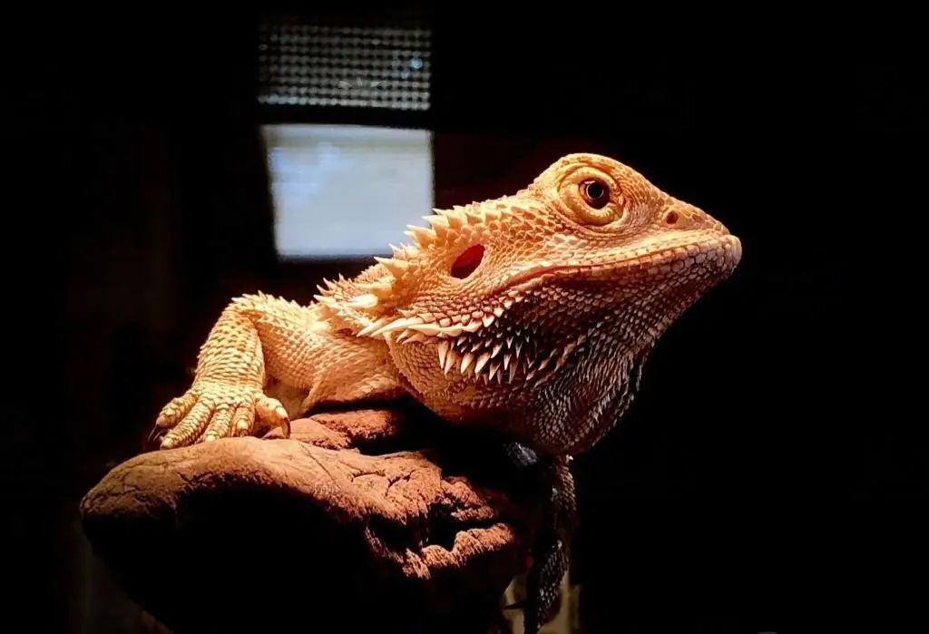 Bearded Dragon Ear Infection: Symptoms, Causes, And Treatment