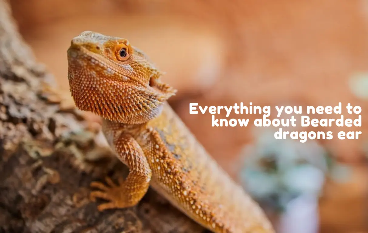 Bearded Dragon Ears: Where Are They & How Do They Work?