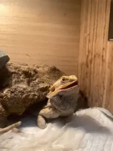 how long can bearded dragon survive without heat
