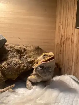 How Long Can A Bearded Dragon Go Without Heat?