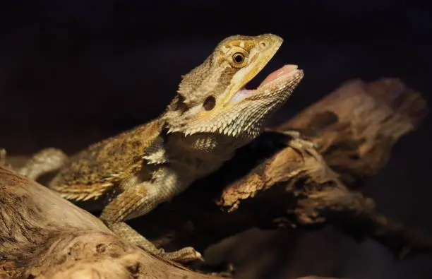Why Bearded Dragon Holding Its Mouth Open?