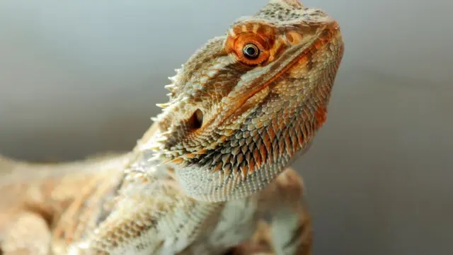 Bearded Dragon Vision: How Good Is Their Eyesight? Color & Darkness