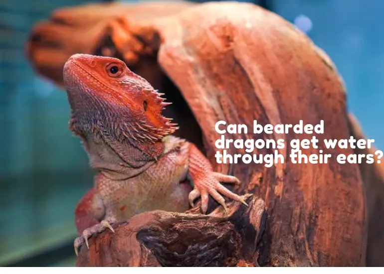 Can Bearded Dragons Get Water In Their Ears?