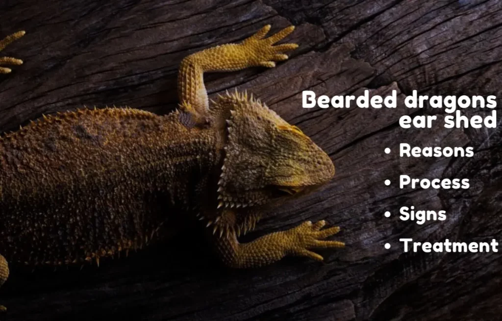 Everything About Bearded Dragon Ear Shed