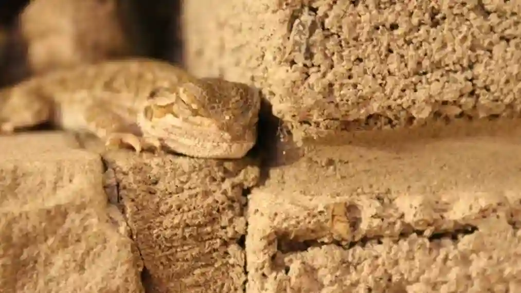 Do Bearded Dragons Sleep During the Day?