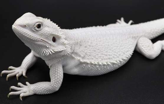 Rarest Type of Bearded Dragon Color