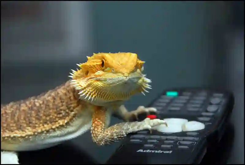 Baby Bearded Dragon Isn’t Eating! Know the reasons