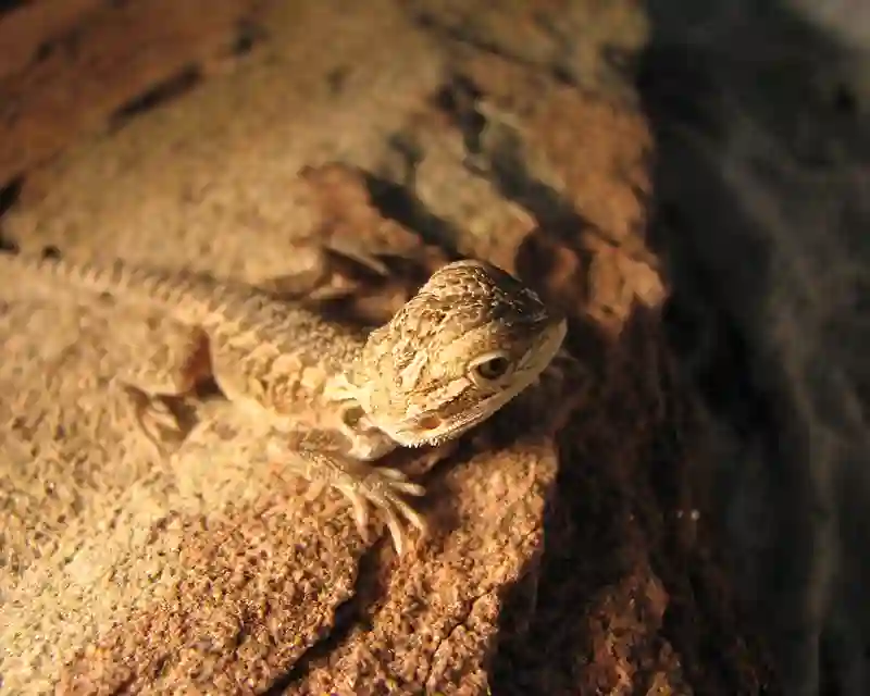 Baby Bearded Dragon – Tips, Care Sheet & Mistake To Avoid