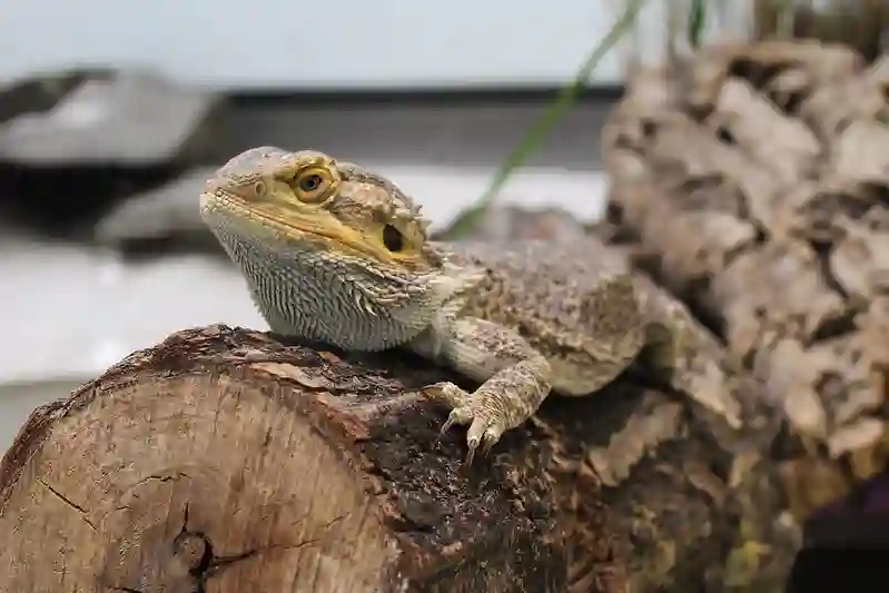 Bearded Dragon Body Language 101: What Your Pet Is Telling You?