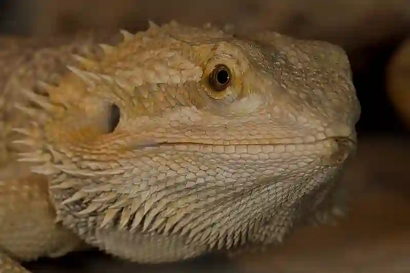 Bearded Dragon Femoral Pores and How to Care for Them