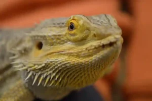 Bearded Dragon Impaction Surgery Cost