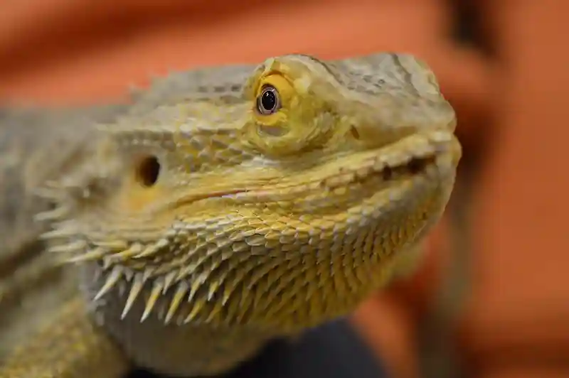 Bearded Dragon Impaction Surgery Cost: A Comprehensive Guide